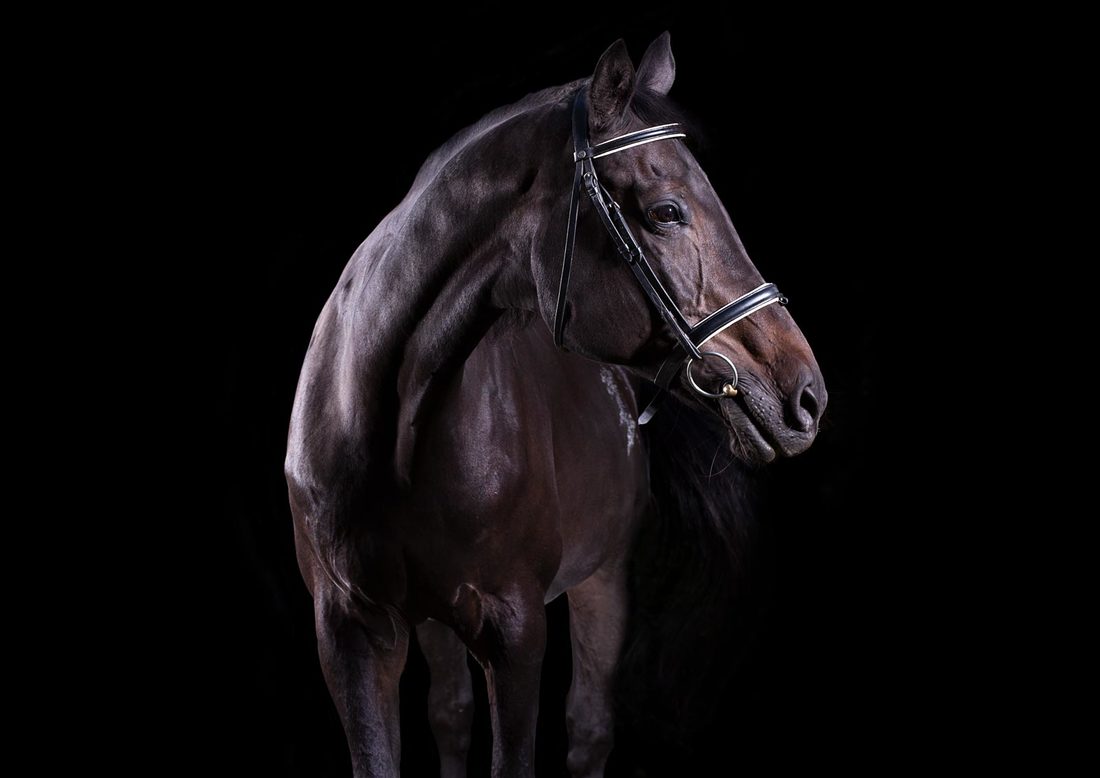 Animal Photography Zwergloewe Pferdefotografie Riesen Lea I | Sandrine Appel